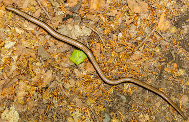 An Anguis fragilis lizard on the ground