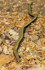 An Anguis fragilis lizard on the ground