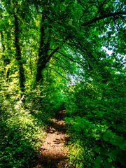 Obraz premium Pfad durch den grünen Wald