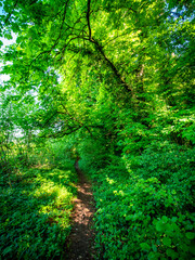Fototapeta premium Pfad durch den grünen Wald
