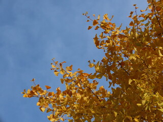 黄葉したイチョウの葉