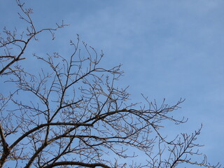 青空と桜の枯れ枝の冬景色｜Winter Landscape with Bare Cherry Branches and Blue Sky