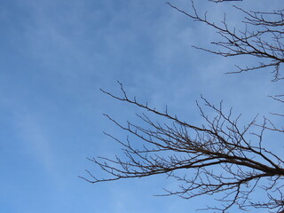 青空と桜の枯れ枝の冬景色｜Winter Landscape with Bare Cherry Branches and Blue Sky