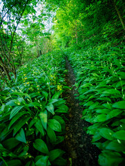 Obraz premium Pfad durch den grünen Wald