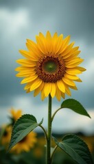 Single sunflower against overcast sky, dramatic light, element, plant, image