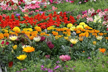 Colorful flower garden market,  in full bloom during sunny afternoon in vibrant array of colors
