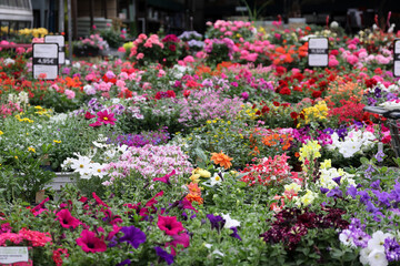 Colorful flower market in full bloom at springtime creating a vibrant display for visitors