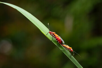 Dysdercus cingulatus during mating