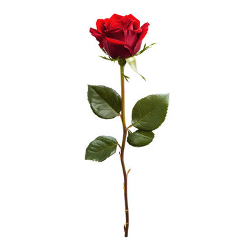 Single, deep red rose with green leaves on long stem
