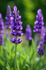 Vibrant purple lavender blooms in summer garden , garden, macro
