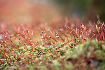 Delicate Moss Sprouts in Vibrant Nature Landscape at Close Range