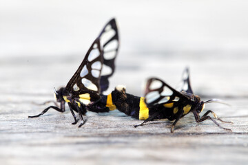 Close-Up of Unique Butterflies with Striking Black and Yellow Patterns