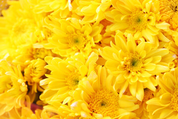 Vibrant Yellow Chrysanthemums in Full Bloom for Floral Enthusiasts