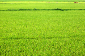 Lush Green Rice Field Under Bright Sky on a Sunny Day