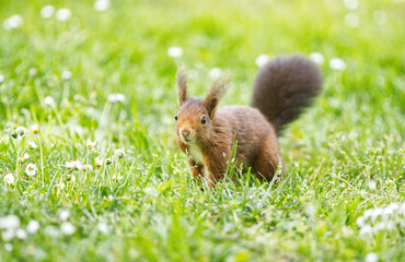 Red squirrel searching for hazelnuts. Sciurus vulgaris, Asturias, Spain