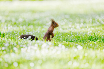 Red squirrel searching for hazelnuts. Sciurus vulgaris, Asturias, Spain
