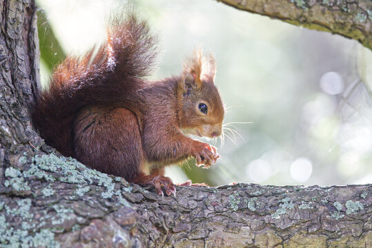 Eurasian red squirrel, Sciurus vulgaris, in a forest, Asturias, Espa&ntilde;a