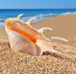 Seashell on a beach in summer day