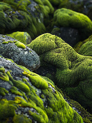 Close-Up of Moss Covered Rocks