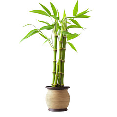 Fototapeta premium Lucky bamboo plant in a decorative pot
