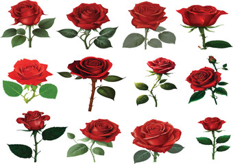 Naklejka premium A rose beauty, features a set of red roses with leaves, perfect for a spring or valentine design