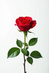 Fototapeta premium Single red rose with vibrant leaves against pure white backdrop , studio, flower