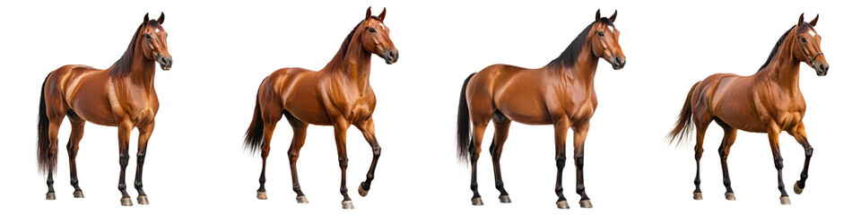 Fototapeta premium Herd of brown horses standing in a field. long_title:A group of majestic brown horses standing together in a peaceful, natural setting, showcasing