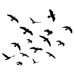 Obraz premium Flying Birds Silhouette Flock in Sky Isolated on White Background