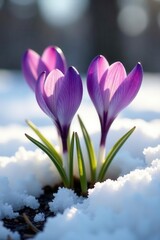 Naklejka premium Vibrant purple crocus blossoms emerge from melting snow , purple, crocus, anther