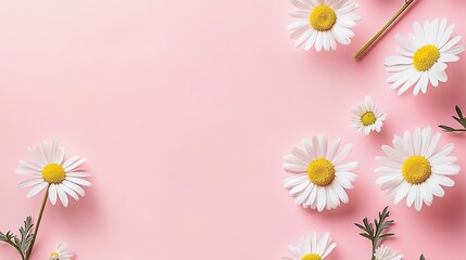 Fototapeta premium White Daisies Pattern on Light Rose Backdrop. Spring Flowers Flat Lay.