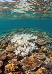 Fototapeta premium Split Coral Reef Bleached vs Vibrant Ocean Health