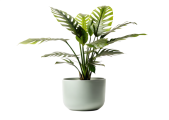 Realistic Plant Potted in Container For use indoors as a house plant and decoration isolated on white background  PNG