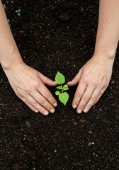 Hands Planting Seedling Representing Growth and Nurturing