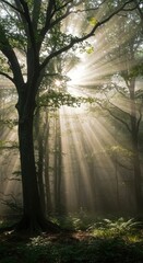 Obraz premium Misty Forest Sunbeams Forest Conservation Ambience