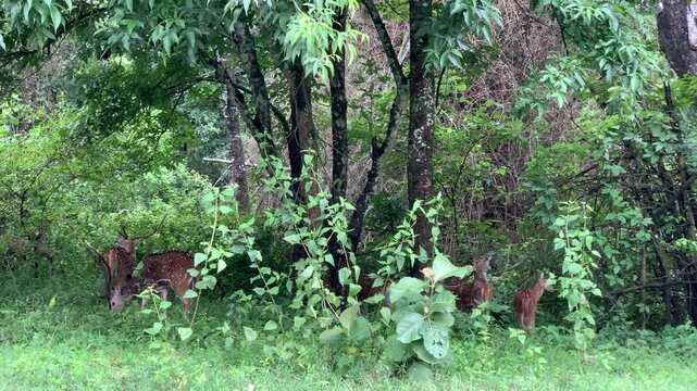 A group of beautiful indian chital cheetal spotted deer axis female found in green grass forest, Mudumalai Tiger Reserve