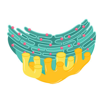 Endoplasmic Reticulum