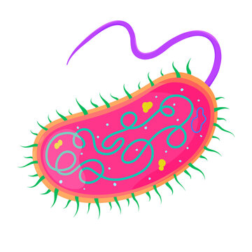 prokaryotic cell