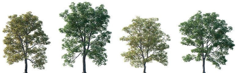 Fototapeta premium Set of Aesculus hippocastanum (also called horse-chestnut, European horsechestnut, buckeye, and conker tree) frontal set street trees isolated png on a transparent background perfectly cutout