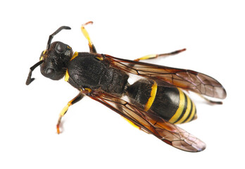 Potter wasp, Ancistrocerus, isolated on white, top view