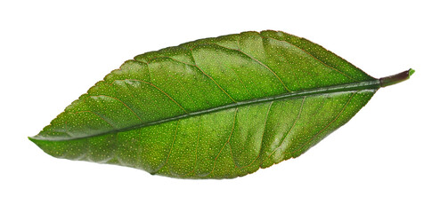 Obraz premium Lemon green leaf isolated on white background, clipping path
