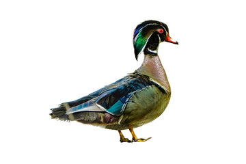 Wood Duck (Aix sponsa) Photo, Showing His Colors, on a Transparent Isolated PNG Background