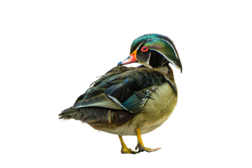 Wood Duck (Aix sponsa) Photo, Showing His Colors, on a Transparent Isolated PNG Background