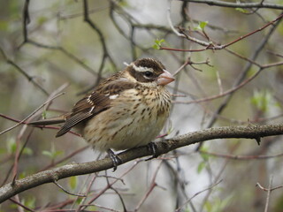 female rose-breasted grosbeak bird on a branch