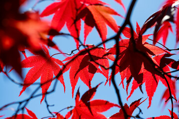 Bright red leaves and branches of a Japanese maple tree (Acer palmatium). Colorful foliage with fine vein structures backlit by sunlight on a spring day with blue sky in a park in Germany. 