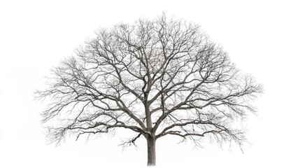 Obraz premium Leafless tree with thick trunk and branches reaching outward on white background.