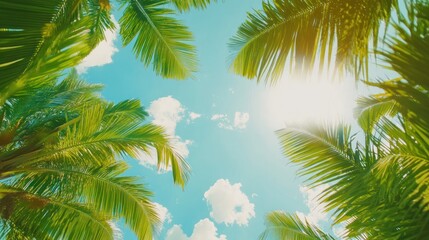 Fototapeta premium Sunny tropical palm tree leaves against a blue sky.