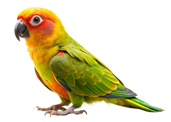 Golden-capped Parakeet isolated on white background