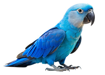 Obraz premium Spix’s Macaw isolated on white background