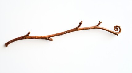 Fototapeta premium Macro shot of a thin willow twig with a subtle spiral pattern, isolated on white