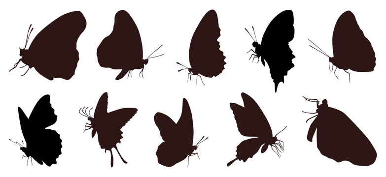 Vector graphic illustration of flying butterfly collection, silhouette.